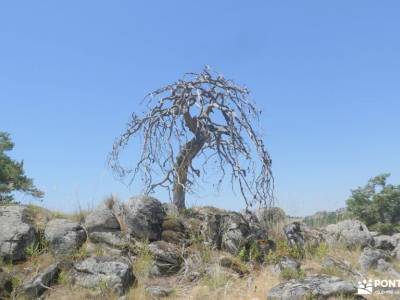 Montes de Peguerinos, cuna de la mariposa isabelina; rutas senderismo dehesa boyal san sebastian de 